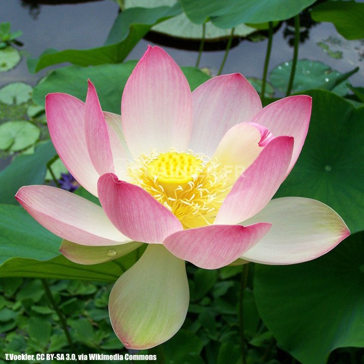 Lotus sacré, Lotus d'Orient, Nelumbo nucifera image